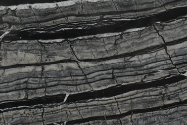 Tree Black